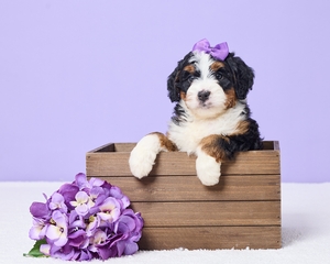 Mira Mini Bernadoodle 